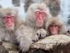Snow Monkey's